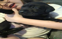 Labrador Retriever dogs for sale: Chunky Family Labrador Puppies  - Image 4
