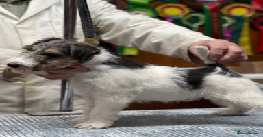 Fox Terrier dogs Top Class Wire Fox Terrier Pups - STUNNING - Advert 3