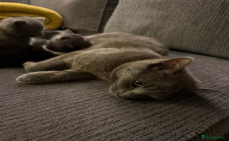 Russian Blue cats - Advert 1