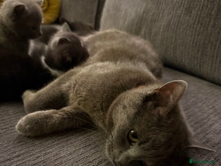 Russian Blue cats - Advert 7