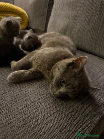 Russian Blue cats - Advert 2