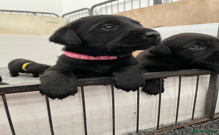 Labrador Retriever dogs - Advert 4
