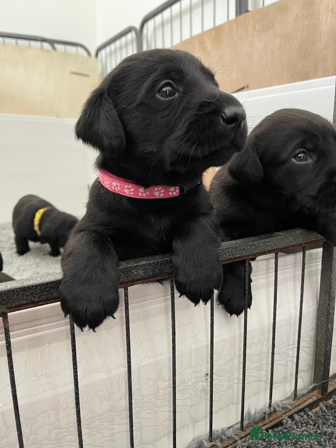 Labrador Retriever dogs for sale: Beautiful KC Black Female Pups  - Image 1