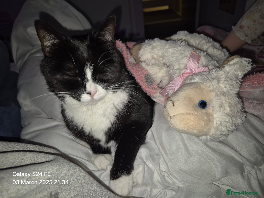 British Longhair cats for sale: FEMALE Cat 6yrs old (Minnie) - Image 3