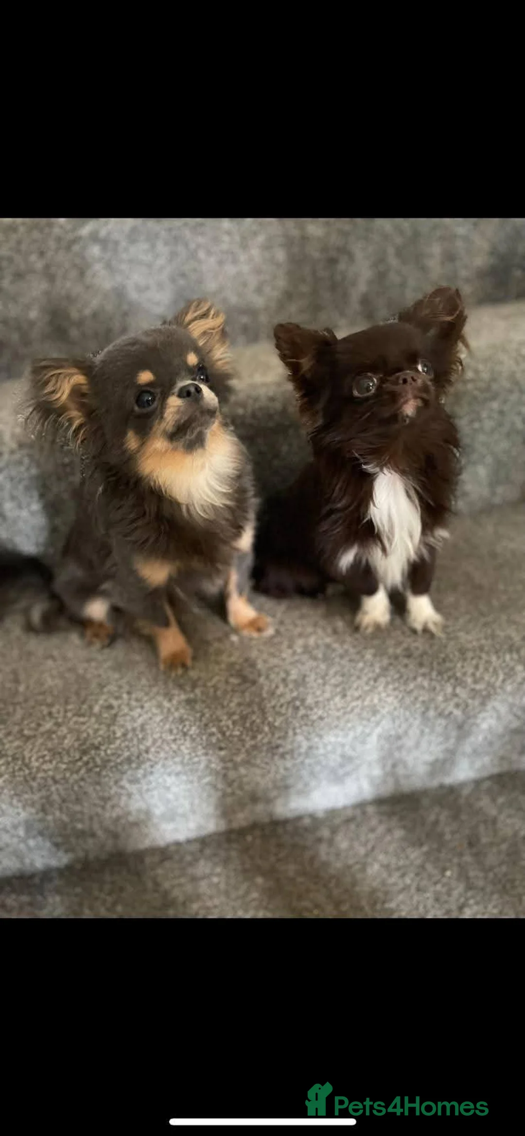 Chihuahua dogs for sale: Bow, long haired apple head chihuahua  - Advert 3