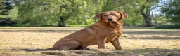Labrador Retriever dogs for stud: Fox Red Labrador Stud - Jackson  - Advert 11