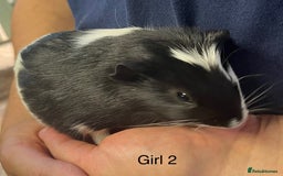 Guinea Pig rodents for sale: Baby guinea pigs for sale  in Winsford - Image 10