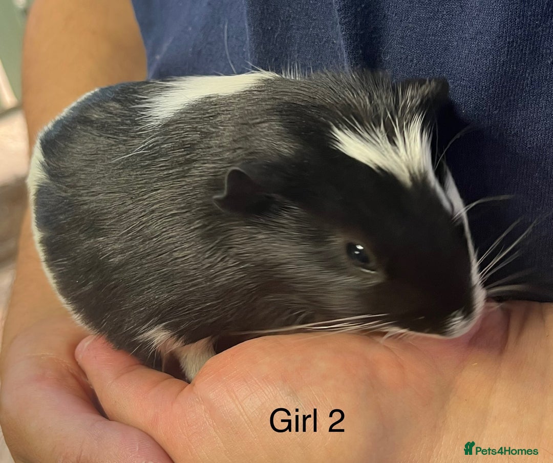 Guinea Pig rodents for sale: Baby guinea pigs for sale  in Winsford - Image 10