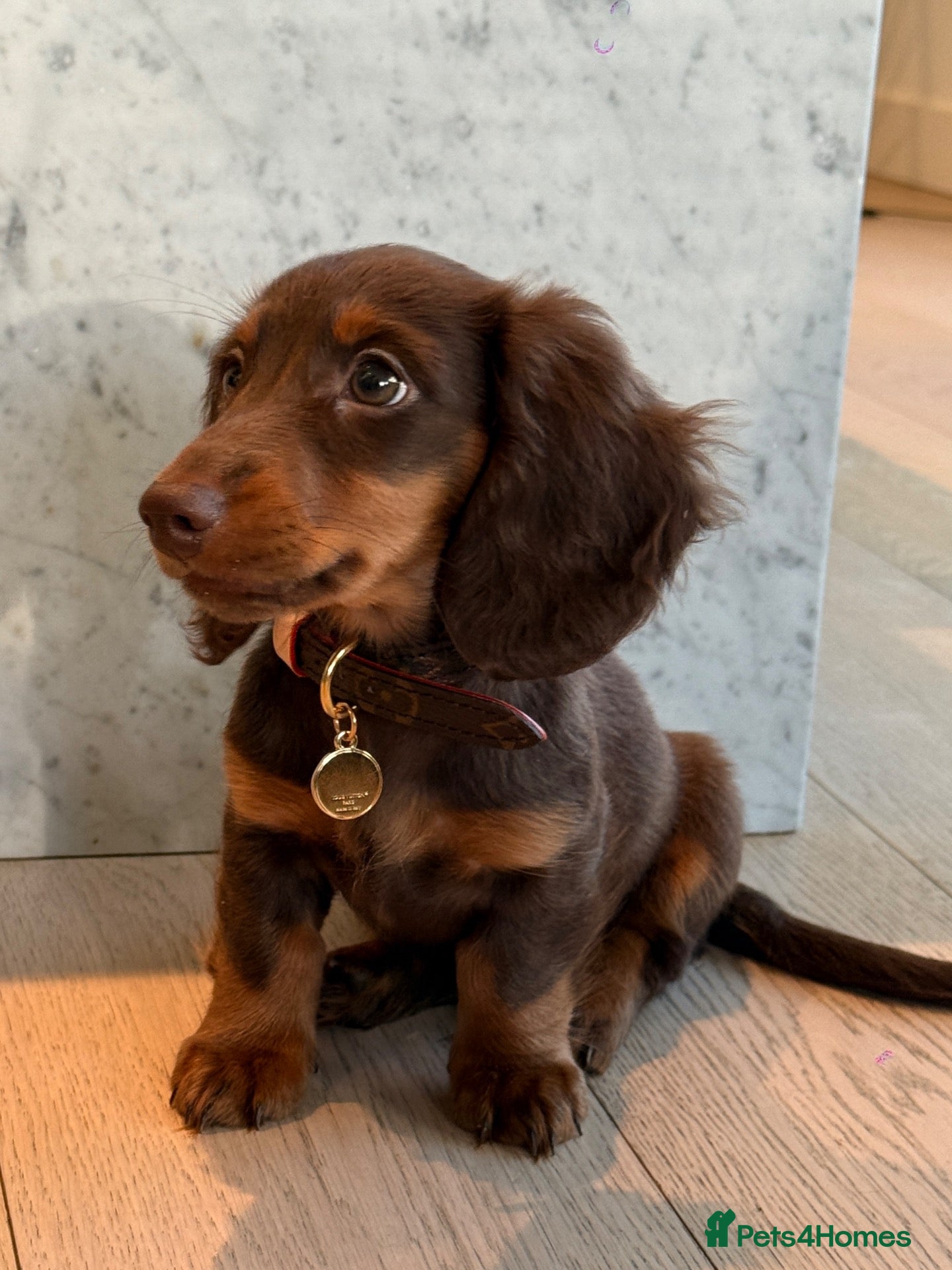 Miniature Dachshund dogs KC Registered Miniature Long-Haired Dachshund - Advert 3
