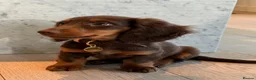 Miniature Dachshund dogs for stud: KC Registered Miniature Long-Haired Dachshund in London - Advert 1