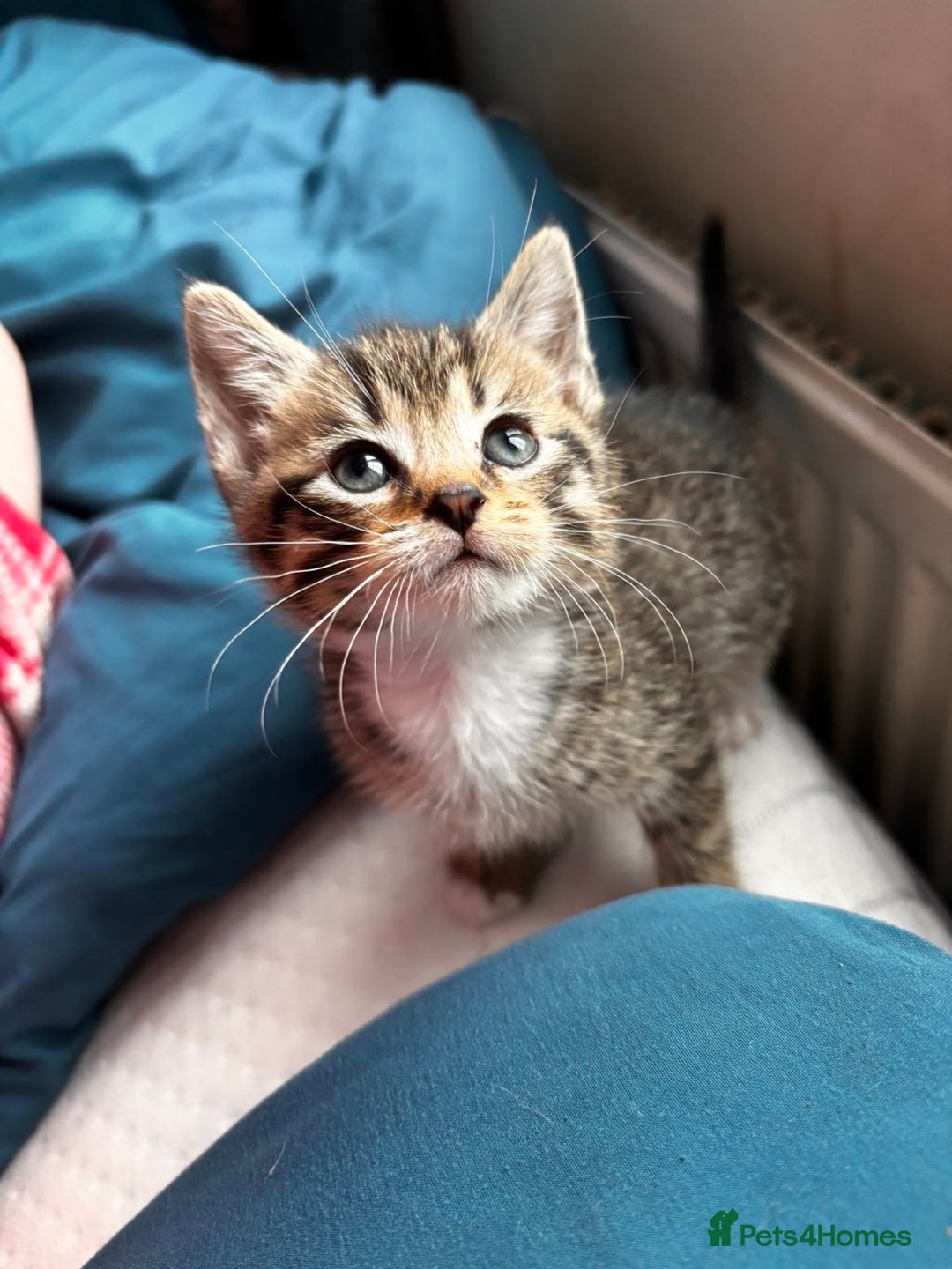 Mixed Breed cats for sale: Beautiful mixed breed blue eyes silver/grey tabby  - Image 8