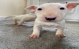 English Bull Terrier dogs for sale: 5* Stunning English Bull Terrier Pups  - Image 10