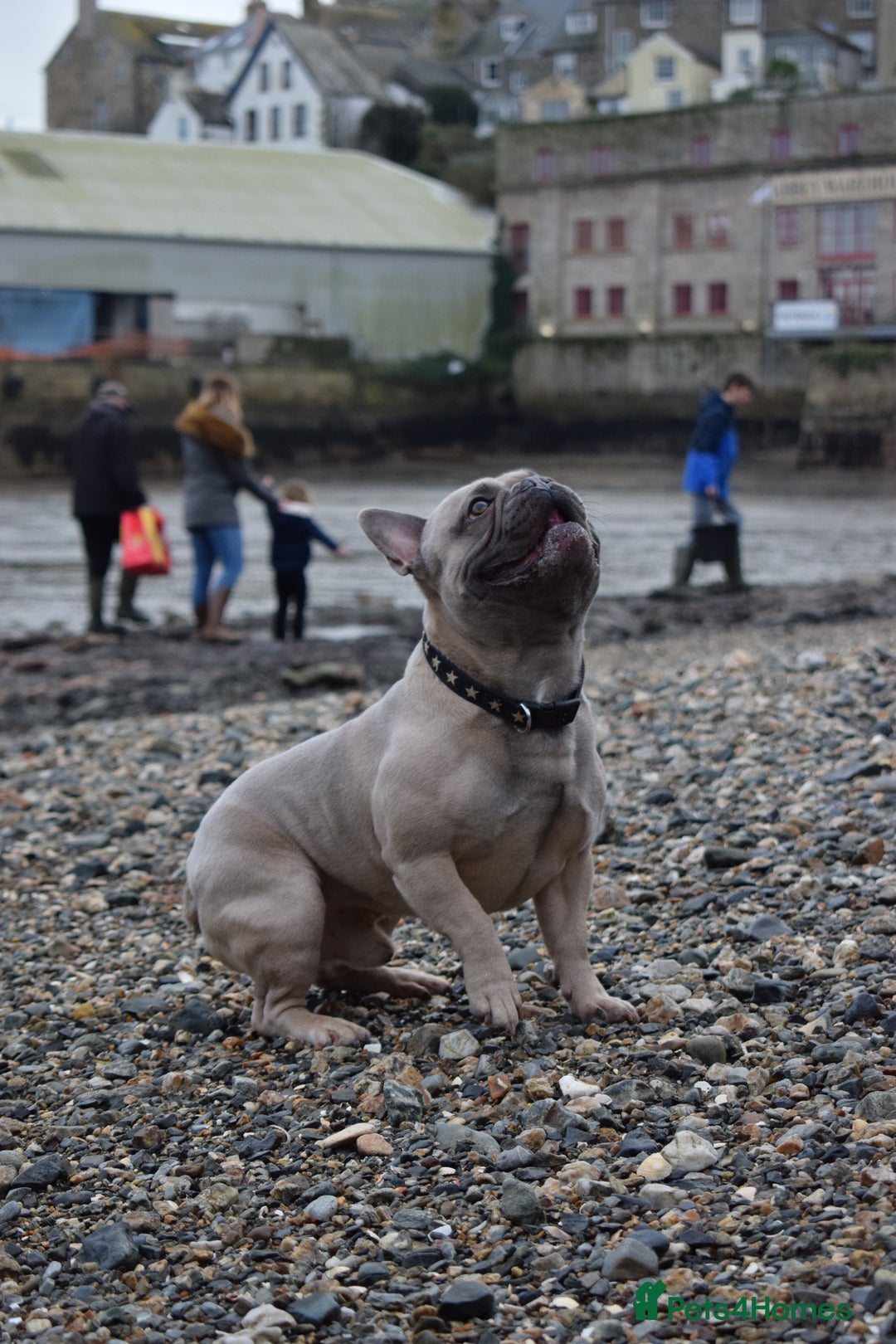 French Bulldog dogs for stud: Pedigree French Bulldog - for stud - Advert 6