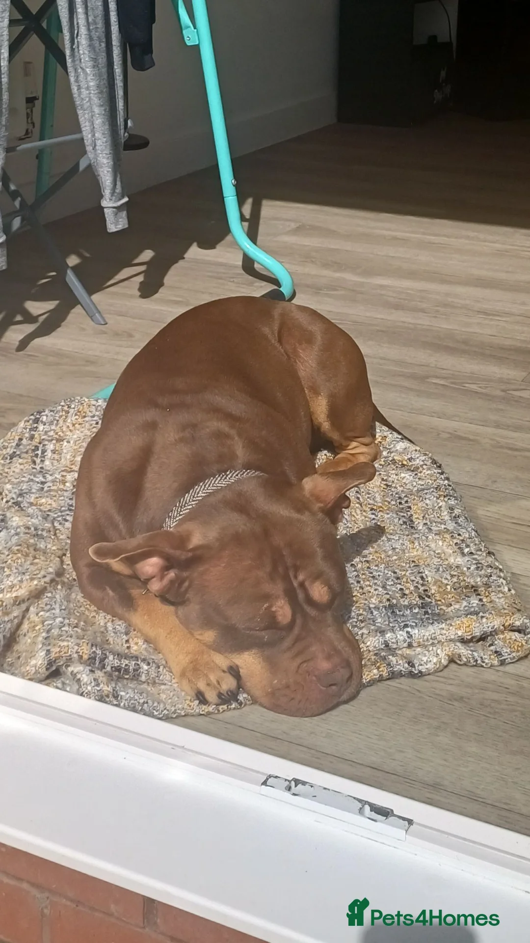 American Bully dogs for sale: Female pocket bully - Advert 2