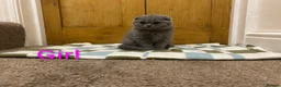 Scottish Fold cats for sale: Scottish fold Kittens  - Advert 11