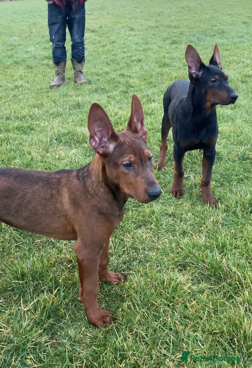 Chinese Red Dog dogs Chinese red dogs  - Advert 2