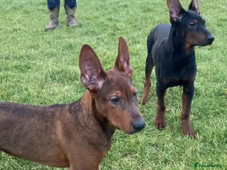 Chinese Red Dog dogs Chinese red dogs - Advert 2