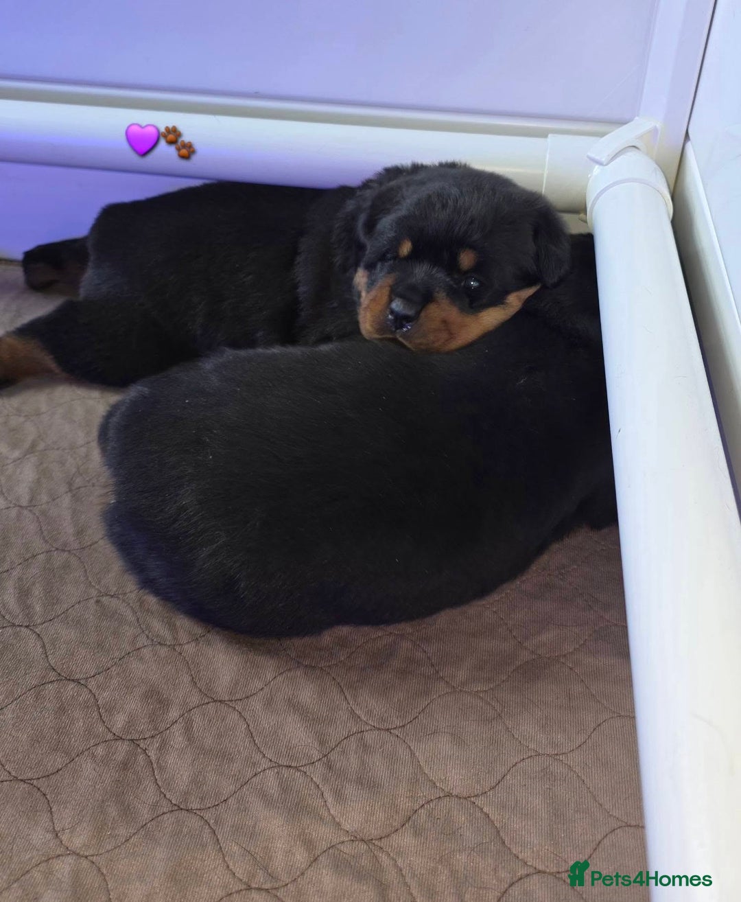 Rottweiler dogs for sale: outstanding Rottweiler pups excellent bloodlines. - Advert 21