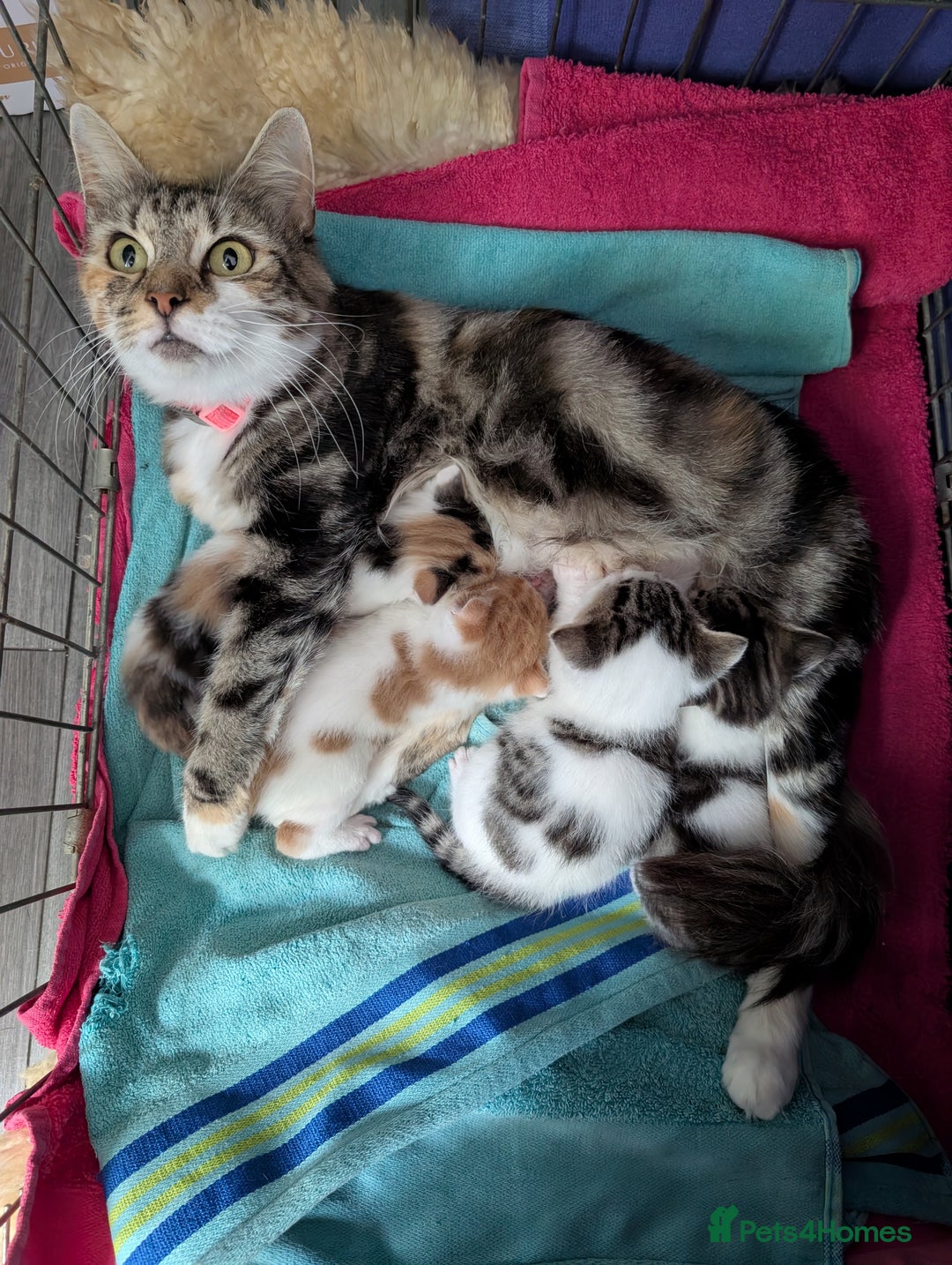 Siberian cats for sale: Georgeous Siberian (mix) kittens - Image 14