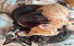 Domestic Shorthair cats for sale: Adorable kittens for sale - Image 11
