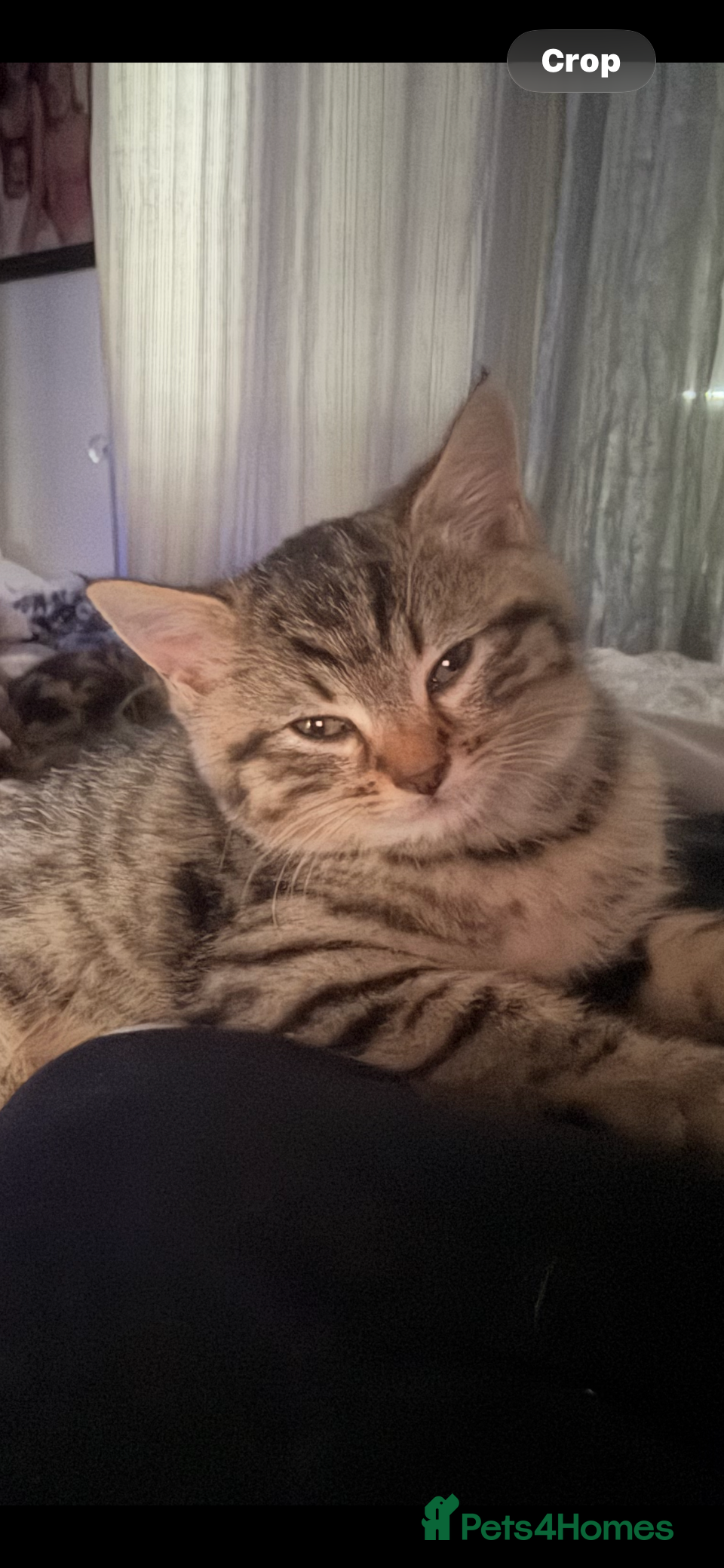 Mixed Breed cats for sale: Halloween babies - Advert 12