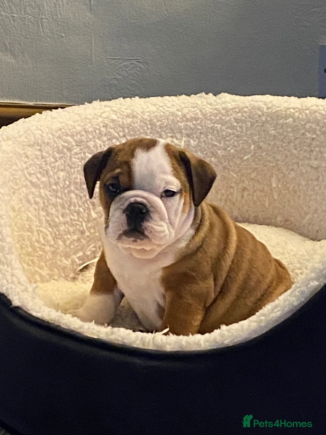 English Bulldog dogs for stud: Full Breed Bulldog for stud - Advert 12