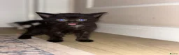 Mixed Breed cats for sale: Kittens for sale  - Advert 3