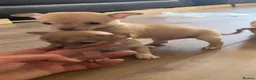Chihuahua dogs for sale: CHIHUAHUA PUPPIES 3 only available now  - Advert 21