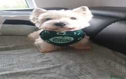 West Highland Terrier dogs for stud: KC West Highland terrier  in Edinburgh - Image 3