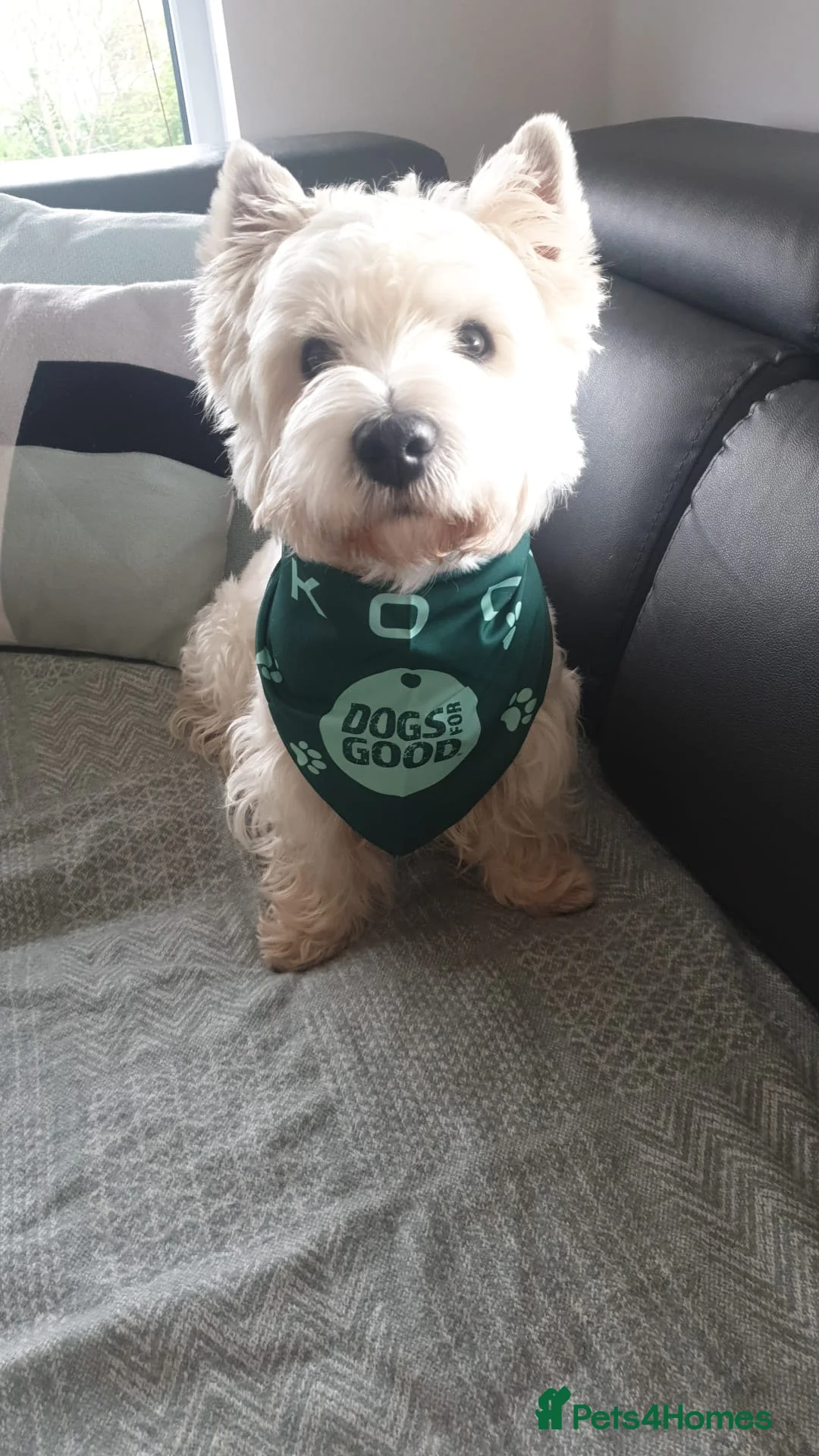 West Highland Terrier dogs for stud: KC West Highland terrier  in Edinburgh - Advert 3