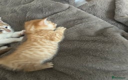 Mixed Breed cats for sale: Beautiful Kittens for sale - Image 22