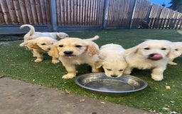 Golden Retriever dogs for sale: KC REGISTERED ®️ GOLDEN RETRIEVER PUPPIES 🐶 ❤️ - Image 8
