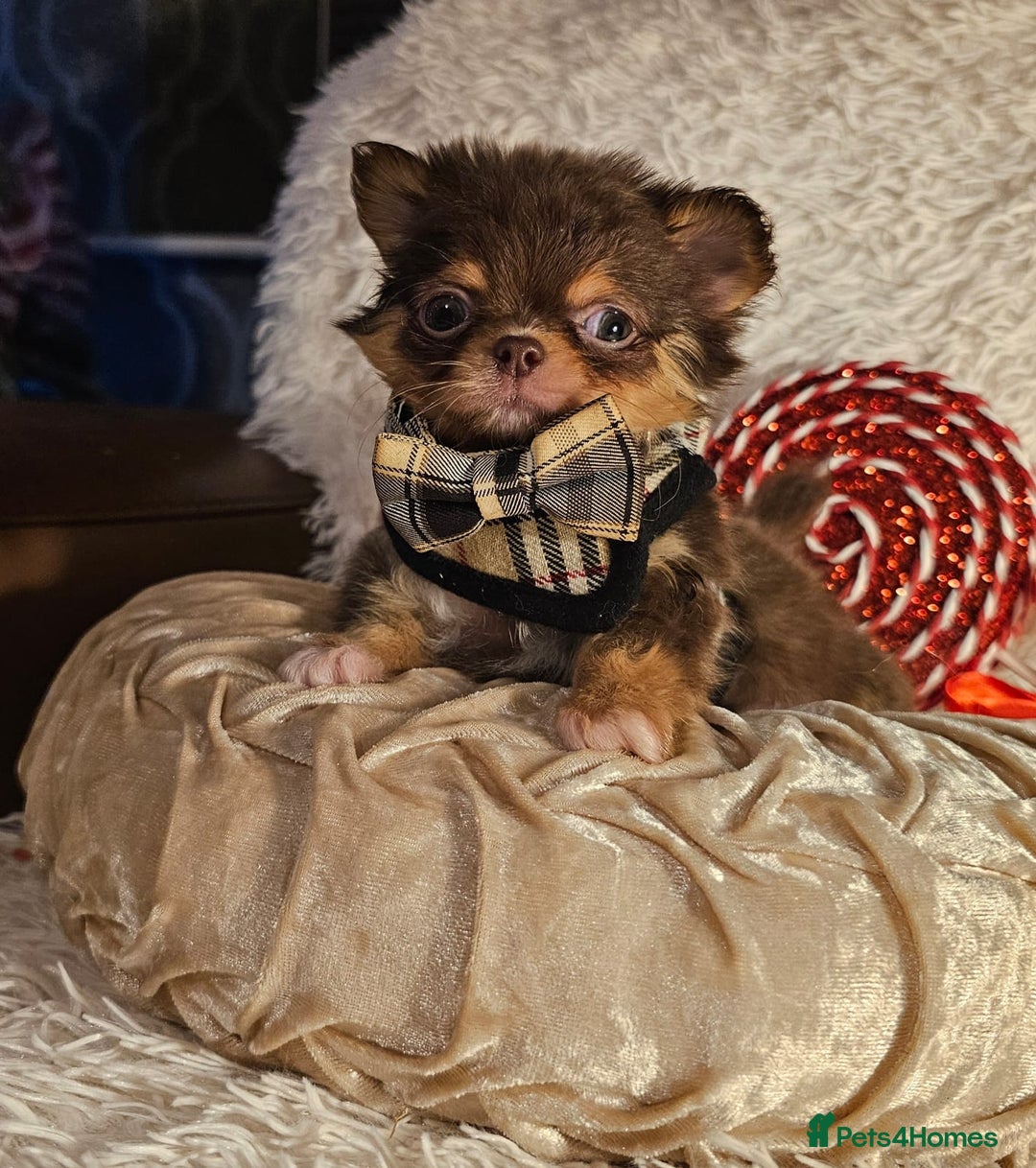 Chihuahua dogs for sale: Xx gorgeous chocolate longcoat chihuahua puppy Xx - Advert 4