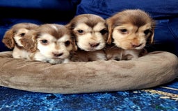 Cocker Spaniel dogs for sale: Show type cocker spaniel puppies  - Image 1