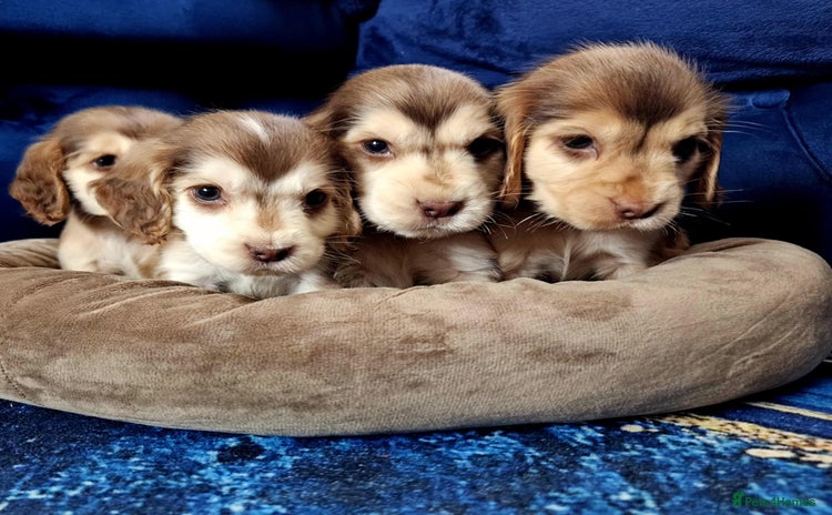 Cocker Spaniel dogs - Advert 2