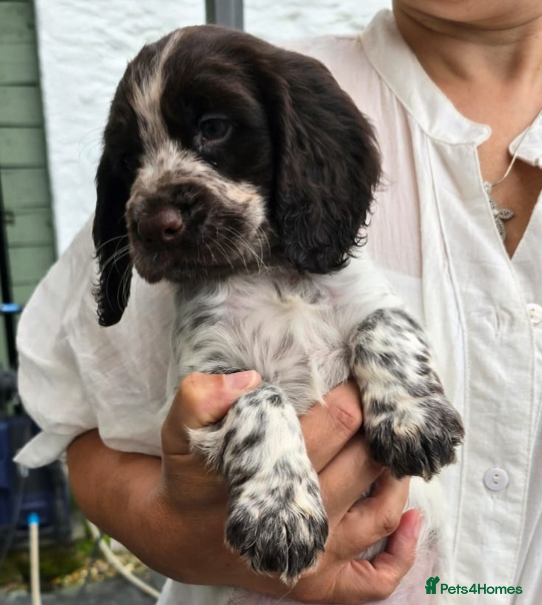 Cocker Spaniel dogs for sale: 4th Generation, Working Cocker Spaniel Puppies  🩵 - Image 5