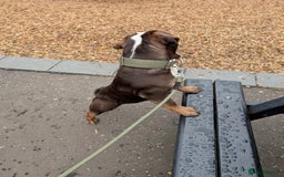 English Bulldog dogs for sale: Male tri chocolate bulldog - Image 1