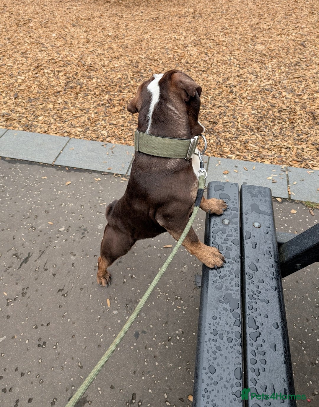 English Bulldog dogs for sale: Male tri chocolate bulldog - Image 1