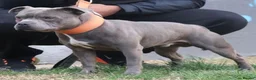 Staffordshire Bull Terrier dogs for sale: Incredible black male  - Advert 3