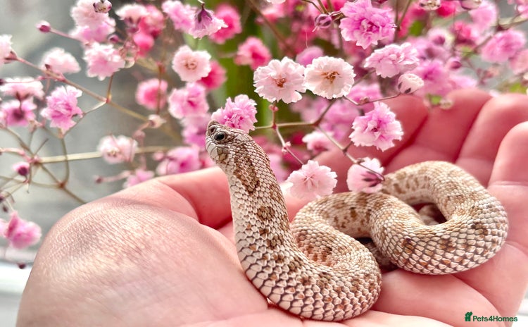 Snake reptiles - Advert 3