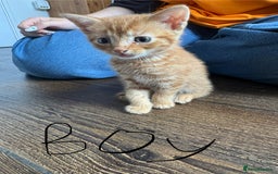 Mixed Breed cats for sale: Mixed breed ginger kittens - Image 2