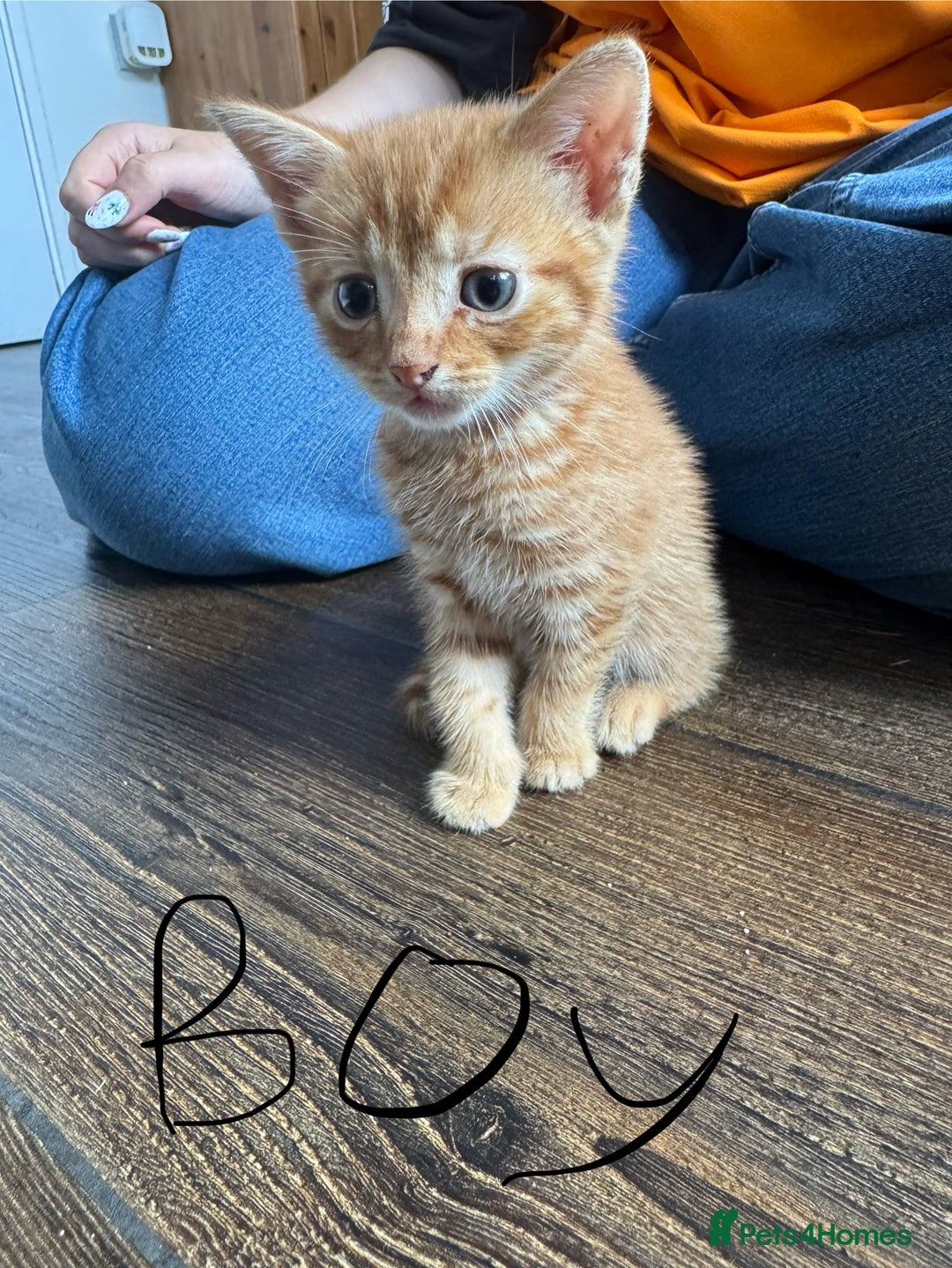 Mixed Breed cats for sale: Mixed breed ginger kittens - Image 2
