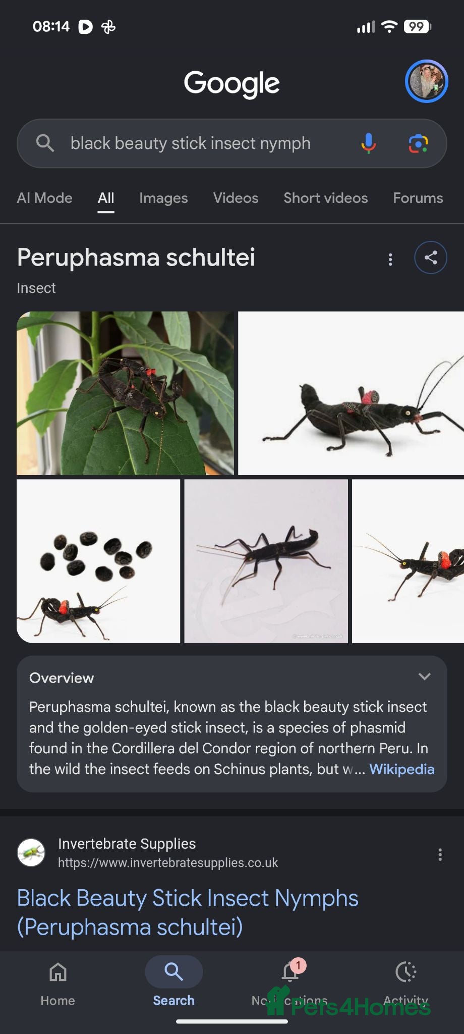 Stick Insects invertebrates Black beauty nymphs & eggs - Advert 1