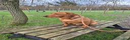 Labrador Retriever dogs for sale: Toady - Fox Red Labrador - Advert 5