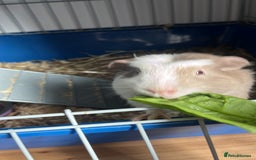 Guinea Pig rodents for sale: 2 gorgeous male ginnie pigs  - Advert 5