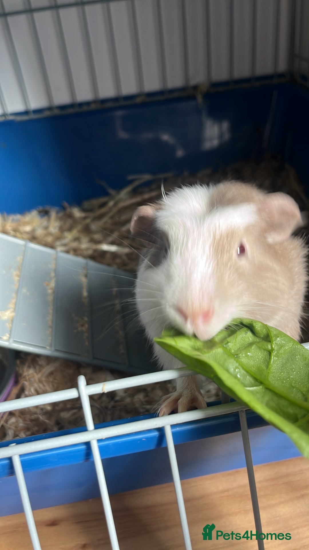 Guinea Pig rodents for sale: 2 gorgeous male ginnie pigs  - Advert 5