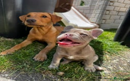 French Bulldog dogs for sale: Reduced KC French issabella Bulldog Puppies 2left in Mansfield - Image 3