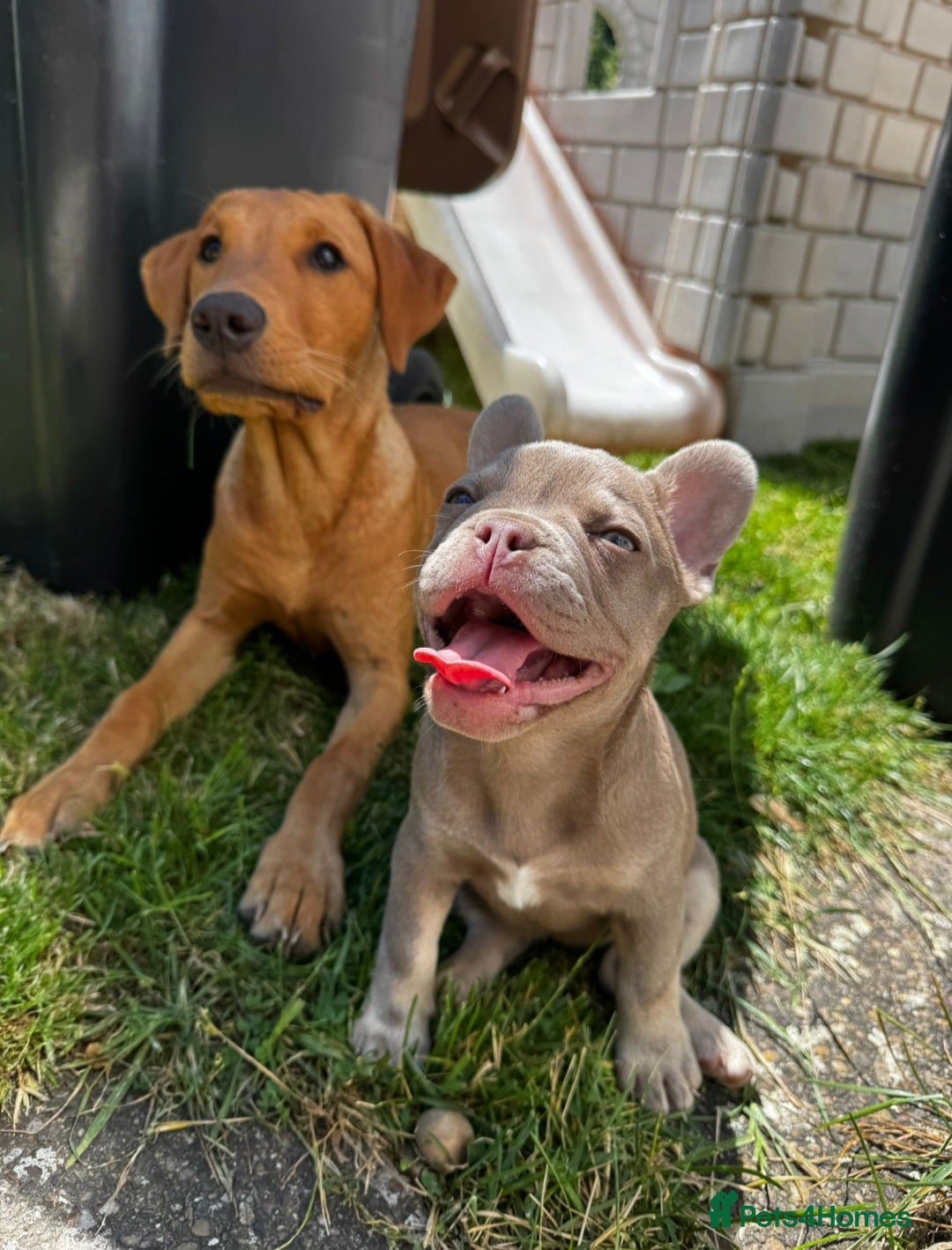 French Bulldog dogs for sale: Reduced KC French issabella Bulldog Puppies 2left in Mansfield - Image 3