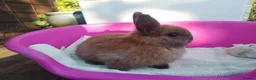 Netherland Dwarf rabbits for sale: Pretty Female and Male Netherland Dwarf Babies - Advert 4
