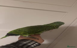 Parrots birds for sale: Beautiful red lored Amazon - Image 4